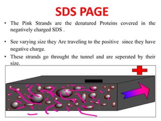 SDS PAGE
• The Pink Strands are the denatured Proteins covered in the
negatively charged SDS .
• See varying size they Are traveling to the positive since they have
negative charge.
• These strands go throught the tunnel and are seperated by their
size.
 