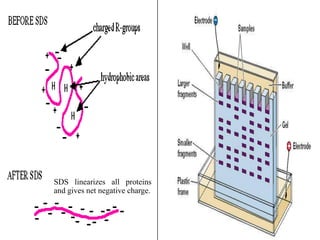 SDS linearizes all proteins
and gives net negative charge.
 