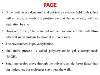 PAGE
• If the proteins are denatured and put into an electric field (only), they
will all move towards the positive pole at the same rate, with no
separation by size.
• However, if the proteins are put into an environment that will allow
different sized proteins to move at different rates.
• The environment is polyacrylamide.
• the entire process is called polyacrylamide gel electrophoresis
(PAGE).
• Small molecules move through the polyacrylamide forest faster than
big molecules, big molecules stays near the well.
 