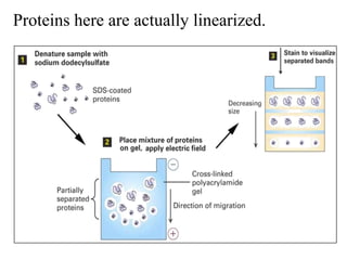 Proteins here are actually linearized.
 