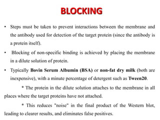 BLOCKING
• Steps must be taken to prevent interactions between the membrane and
the antibody used for detection of the target protein (since the antibody is
a protein itself).
• Blocking of non-specific binding is achieved by placing the membrane
in a dilute solution of protein.
• Typically Bovin Serum Albumin (BSA) or non-fat dry milk (both are
inexpensive), with a minute percentage of detergent such as Tween20.
* The protein in the dilute solution attaches to the membrane in all
places where the target proteins have not attached.
* This reduces "noise" in the final product of the Western blot,
leading to clearer results, and eliminates false positives.
 