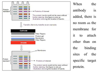 When the
antibody is
added, there is
no room on the
membrane for
it to attach
other than on
the binding
sites of the
specific target
protein.
 