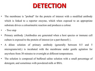 DETECTION
• The membrane is "probed" for the protein of interest with a modified antibody
which is linked to a reporter enzyme, which when exposed to an appropriate
substrate drives a colourimetric reaction and produces a colour.
• - Two step
• Primary antibody {Antibodies are generated when a host species or immune cell
culture is exposed to the protein of interest (or a part thereof) }.
• A dilute solution of primary antibody (generally between 0.5 and 5
micrograms/mL) is incubated with the membrane under gentle agitation for
anywhere from 30 minutes to overnight at different temperatures.
• The solution is composed of buffered saline solution with a small percentage of
detergent, and sometimes with powdered milk or BSA.
 