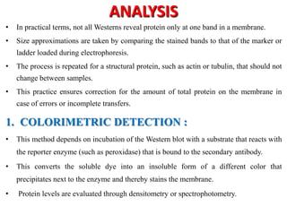 ANALYSIS
• In practical terms, not all Westerns reveal protein only at one band in a membrane.
• Size approximations are taken by comparing the stained bands to that of the marker or
ladder loaded during electrophoresis.
• The process is repeated for a structural protein, such as actin or tubulin, that should not
change between samples.
• This practice ensures correction for the amount of total protein on the membrane in
case of errors or incomplete transfers.
1. COLORIMETRIC DETECTION :
• This method depends on incubation of the Western blot with a substrate that reacts with
the reporter enzyme (such as peroxidase) that is bound to the secondary antibody.
• This converts the soluble dye into an insoluble form of a different color that
precipitates next to the enzyme and thereby stains the membrane.
• Protein levels are evaluated through densitometry or spectrophotometry.
 