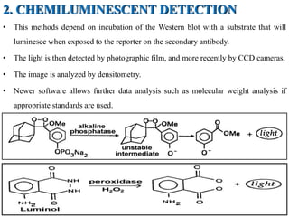 2. CHEMILUMINESCENT DETECTION
• This methods depend on incubation of the Western blot with a substrate that will
luminesce when exposed to the reporter on the secondary antibody.
• The light is then detected by photographic film, and more recently by CCD cameras.
• The image is analyzed by densitometry.
• Newer software allows further data analysis such as molecular weight analysis if
appropriate standards are used.
 