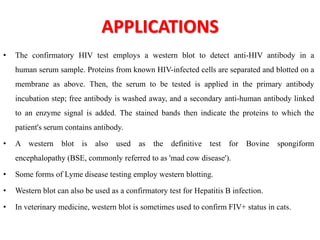 APPLICATIONS
• The confirmatory HIV test employs a western blot to detect anti-HIV antibody in a
human serum sample. Proteins from known HIV-infected cells are separated and blotted on a
membrane as above. Then, the serum to be tested is applied in the primary antibody
incubation step; free antibody is washed away, and a secondary anti-human antibody linked
to an enzyme signal is added. The stained bands then indicate the proteins to which the
patient's serum contains antibody.
• A western blot is also used as the definitive test for Bovine spongiform
encephalopathy (BSE, commonly referred to as 'mad cow disease').
• Some forms of Lyme disease testing employ western blotting.
• Western blot can also be used as a confirmatory test for Hepatitis B infection.
• In veterinary medicine, western blot is sometimes used to confirm FIV+ status in cats.
 