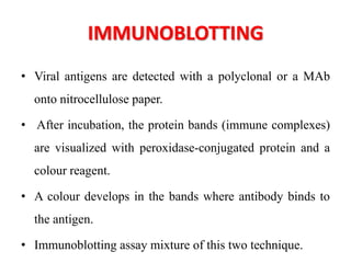 IMMUNOBLOTTING
• Viral antigens are detected with a polyclonal or a MAb
onto nitrocellulose paper.
• After incubation, the protein bands (immune complexes)
are visualized with peroxidase-conjugated protein and a
colour reagent.
• A colour develops in the bands where antibody binds to
the antigen.
• Immunoblotting assay mixture of this two technique.
 
