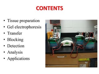 CONTENTS
• Tissue preparation
• Gel electrophoresis
• Transfer
• Blocking
• Detection
• Analysis
• Applications
 