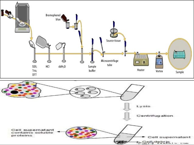 immunoblotting techniques 11 638 jpg cb 1398225926 immunoblotting