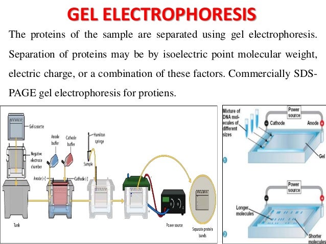 immunoblotting techniques immunoblotting