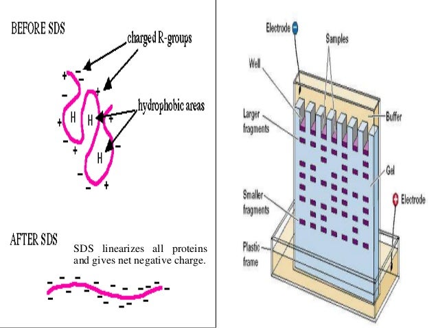 immunoblotting techniques immunoblotting