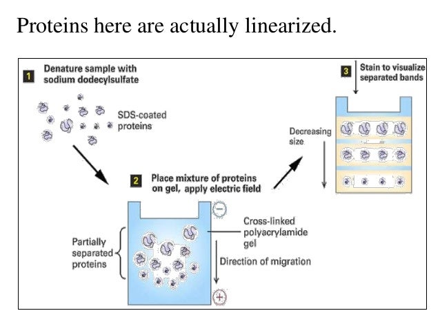 immunoblotting techniques immunoblotting