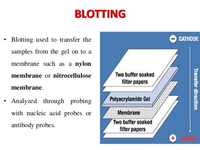 immunoblotting techniques immunoblotting