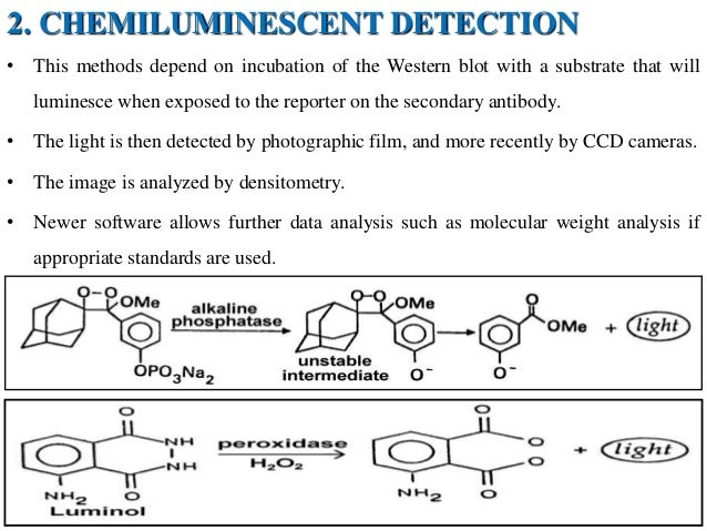 immunoblotting techniques immunoblotting