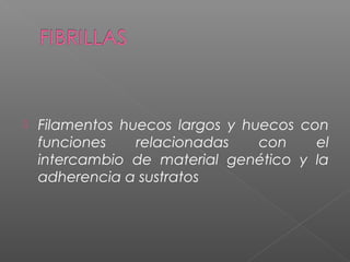 

Filamentos huecos largos y huecos con
funciones
relacionadas
con
el
intercambio de material genético y la
adherencia a sustratos

 