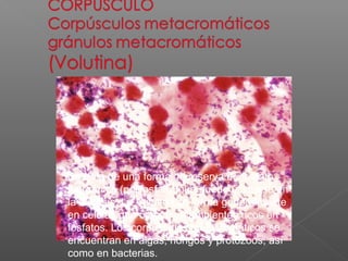 Se trata de una forma de reserva de fosfato
inorgánico (polifosfato) que puede utilizarse en
la síntesis. La Volutina se forma generalmente
en células que crecen en ambientes ricos en
fosfatos. Los corpúsculos metacromáticos se
encuentran en algas, hongos y protozoos, así
como en bacterias.

 