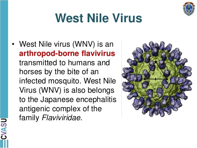 Image result for west nile virus