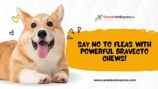 SAY NO TO FLEAS WITH
POWERFUL BRAVECTO
CHEWS!
www.canadavetexpress.com
 