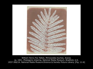 William Henry Fox Talbot, Mimosoidea Suchas, Acacia.
ca. 1841. Photogenic drawing. National Media Museum, Bradford, U.K.
1937-366/14. National Media Museum/Science & Society Picture Library. [Fig. 11-6]
 