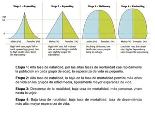Etapa 1: Alta tasa de natalidad, por las altas tasas de mortalidad cae rápidamente
la población en cada grupo de edad, la esperanza de vida es pequeña.
Etapa 2: Alta tasa de natalidad, la baja en la tasa de mortalidad permite más años
de vida en los grupos de edad media, ligeramente mayor esperanza de vida.
Etapa 3: Descenso de la natalidad, baja tasa de mortalidad, más personas viven
hasta la vejez.
Etapa 4: Baja tasa de natalidad, baja tasa de mortalidad, tasa de dependencia
más alta; mayor esperanza de vida.
 