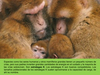Especies como los seres humanos y otros mamíferos grandes tienen un pequeño número de
crías, pero sus padres invierten grandes cantidades de energía en el cuidado y la mayoría de
las crías sobreviven. Son estrategas K. Los estrategas K son buenos competidores. Los
tamaños poblacionales de los estrategas K suelen aproximarse a la capacidad de carga, de
ahí su nombre.
 
