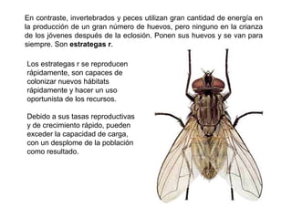 En contraste, invertebrados y peces utilizan gran cantidad de energía en
la producción de un gran número de huevos, pero ninguno en la crianza
de los jóvenes después de la eclosión. Ponen sus huevos y se van para
siempre. Son estrategas r.
Los estrategas r se reproducen
rápidamente, son capaces de
colonizar nuevos hábitats
rápidamente y hacer un uso
oportunista de los recursos.
Debido a sus tasas reproductivas
y de crecimiento rápido, pueden
exceder la capacidad de carga,
con un desplome de la población
como resultado.
 