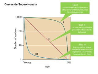 Tipo I
La supervivencia en los jóvenes es
alta y la mortalidad se produce en
los individuos viejos
Tipo II
Las tasas de mortalidad se
presentan independiente
de la edad
Tipo III
Se presenta una tasa de
mortalidad alta cuando los
organismos son jóvenes y
baja cuando son viejos
Curvas de Supervivencia
 