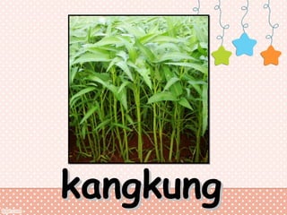 kangkung

 