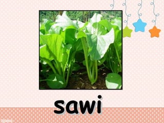 sawi

 