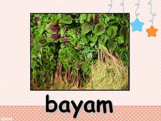 bayam

 