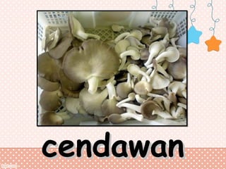 cendawan

 