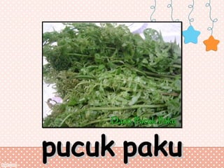 pucuk paku

 