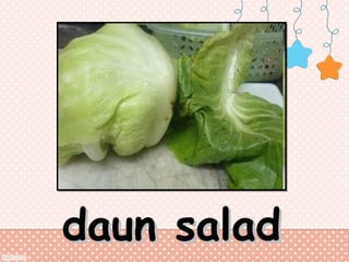 daun salad

 