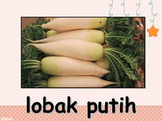 lobak putih

 