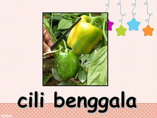 cili benggala

 