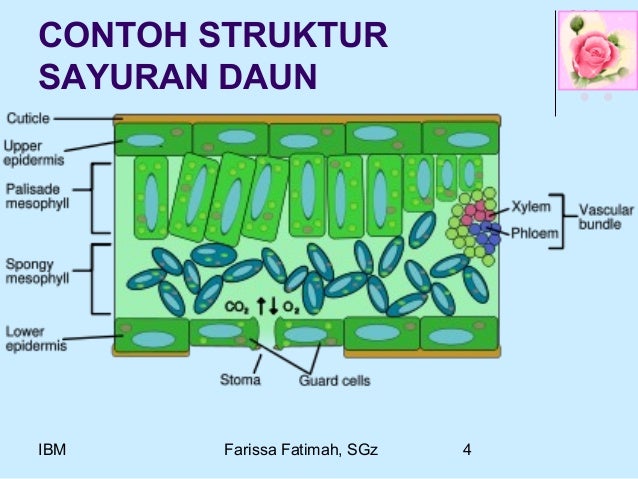 Sayuran 35331455