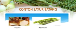CONTOH SAYUR BATANG
 