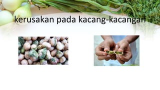 kerusakan pada kacang-kacangan
 