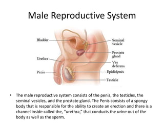 Male Reproductive System
• The male reproductive system consists of the penis, the testicles, the
seminal vesicles, and the prostate gland. The Penis consists of a spongy
body that is responsible for the ability to create an erection and there is a
channel inside called the, “urethra,” that conducts the urine out of the
body as well as the sperm.
 
