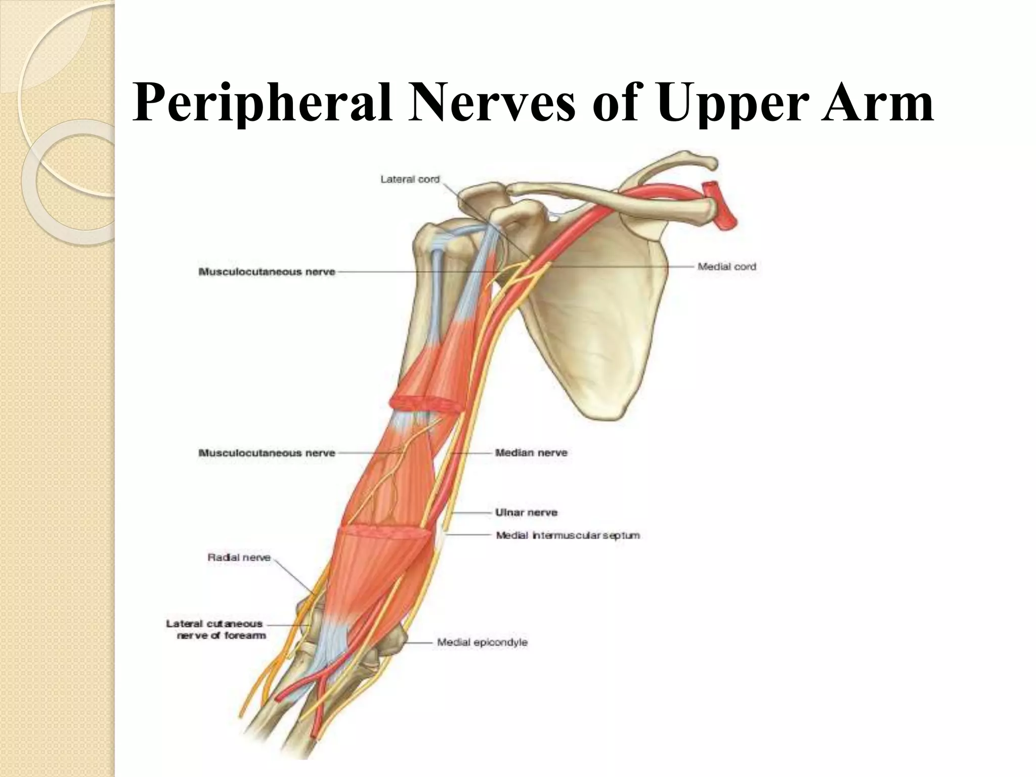 Peripheral Nerves of Upper Limb [Radial, Median & Ulnar nerve] | PPTX