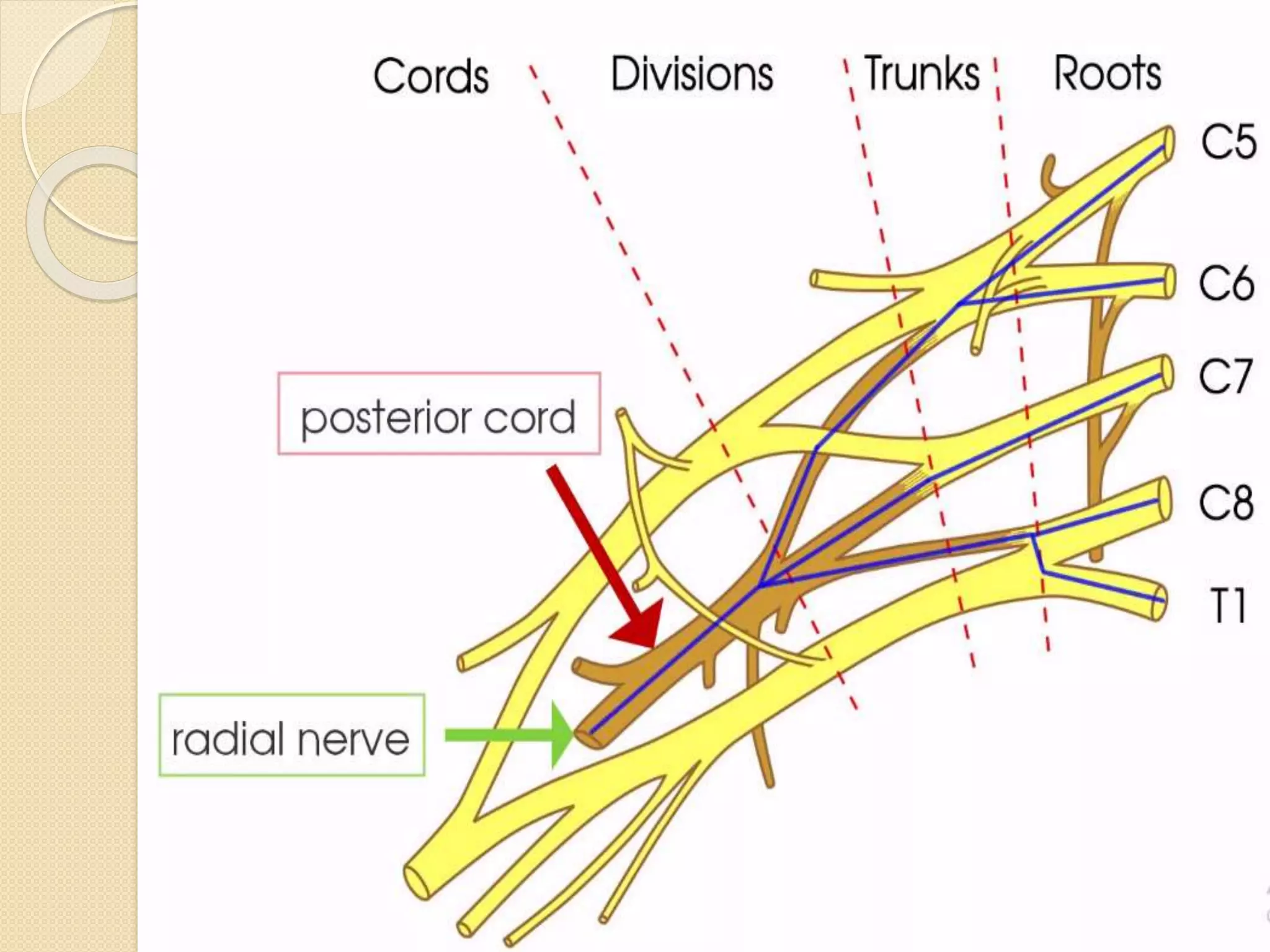 Peripheral Nerves of Upper Limb [Radial, Median & Ulnar nerve] | PPTX