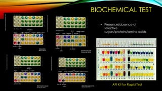 SB20103 Microbe Diversity: Microbe Identification Methods | PDF