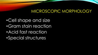 SB20103 Microbe Diversity: Microbe Identification Methods | PPT