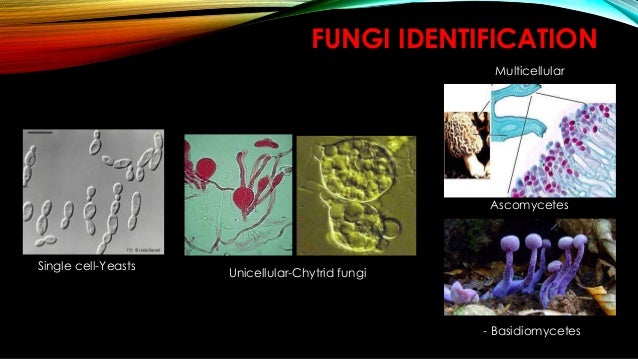 Is aspergillus single or multicellular