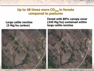 Measuring Carbon in Complex Landscapes with Trees - ICRAF and ASB at UNFCCC SB32