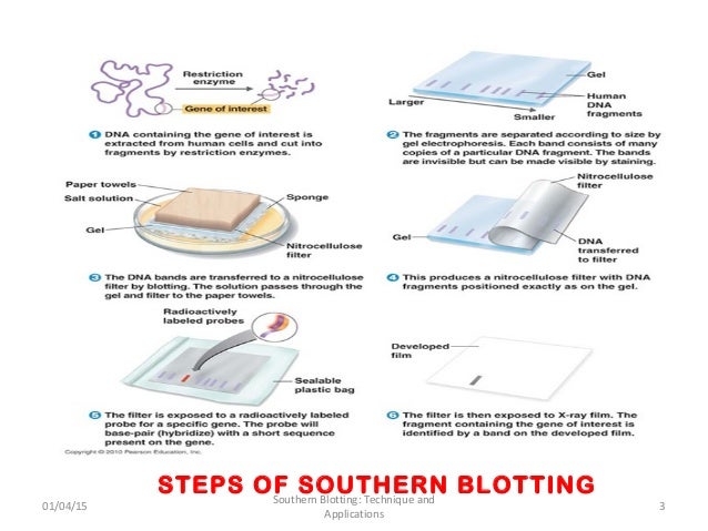 southern blot