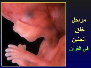 مراحل خلق  الجنين في القرآن 
