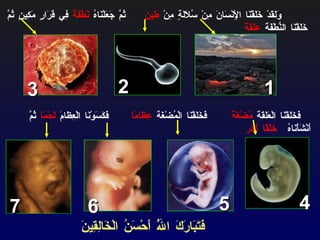 فَتَبَارَكَ اللَّهُ أَحْسَنُ الْخَالِقِينَ   وَلَقَدْ خَلَقْنَا الْإِنْسَانَ مِنْ سُلَالَةٍ مِنْ  طِينٍ  ثُمَّ جَعَلْنَاهُ  نُطْفَةً  فِي قَرَارٍ مَكِينٍ ثُمَّ خَلَقْنَا النُّطْفَةَ  عَلَقَةً فَخَلَقْنَا الْعَلَقَةَ  مُضْغَةً  فَخَلَقْنَا الْمُضْغَةَ  عِظَامًا  فَكَسَوْنَا الْعِظَامَ  لَحْمًا  ثُمَّ أَنْشَأْنَاهُ  خَلْقًا آَخَرَ   1 2 3 4 5 6 7 