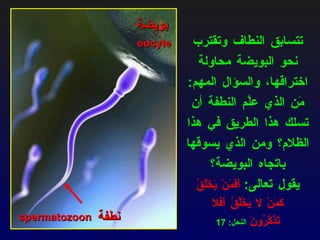 تتسابق النطاف وتقترب نحو البويضة محاولة اختراقها، والسؤال المهم :  مَن الذي علَّم النطفة أن تسلك هذا الطريق في هذا الظلام؟ ومن الذي يسوقها باتجاه البويضة؟ يقول تعالى :  أَفَمَنْ يَخْلُقُ كَمَنْ لا يَخْلُقُ أَفَلا تَذَكَّرُونَ   النحل : 17 بويضة نطفة spermatozoon   oocyte   