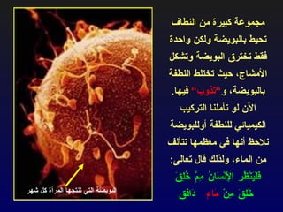 مجموعة كبيرة من النطاف تحيط بالبويضة ولكن واحدة فقط تخترق البويضة وتشكل الأمشاج، حيث تختلط النطفة بالبويضة، و “تذوب“  فيها . الآن لو تأملنا التركيب الكيميائي للنطفة أوللبويضة نلاحظ أنها في معظمها تتألف من الماء، ولذلك قال تعالى :  فَلْيَنْظُرِ الْإِنْسَانُ مِمَّ خُلِقَ  خُلِقَ مِنْ  مَاءٍ  دَافِقٍ البويضة التي تنتجها المرأة كل شهر 